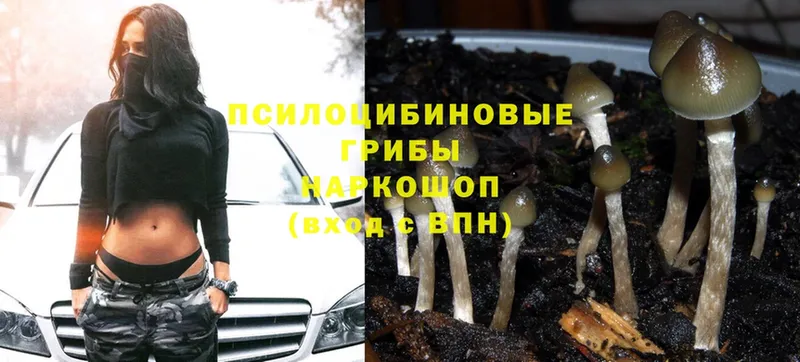 Псилоцибиновые грибы ЛСД  blacksprut зеркало  Зеленокумск 